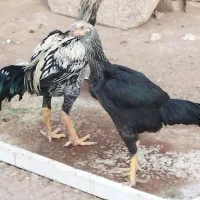 جفت لاری|حیوانات مزرعه|گناباد, |دیوار