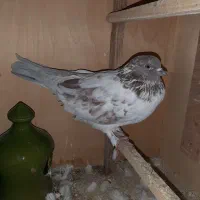 کبوتر قاره نر و ماده گرگی|پرنده|رودهن, |دیوار