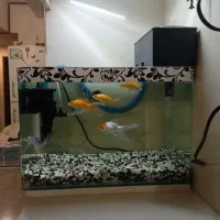 آکواریوم و ماهی|ماهی|مشهد, شهید آوینی|دیوار