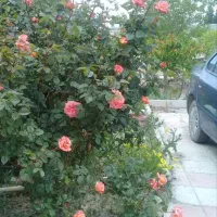 ۸۲۰مترباغ ویلابحرخیابان صفادشت