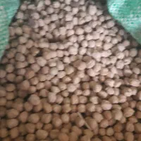 نخود بهاره