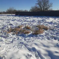 سهره کرمانی جرقه|پرنده|مشهد, شهید معقول|دیوار