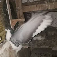 کفتر صید|حیوانات|مشهد, عبادی|دیوار