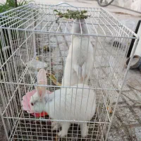 جفت خرگوش نر و ماده سفید