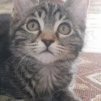 واگذاری رایگان بچه گربه ۳ماهه بازیگوش و دستی