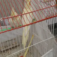 عروس هلندی لوتینو