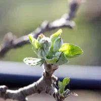سمپاشی و باغبانی