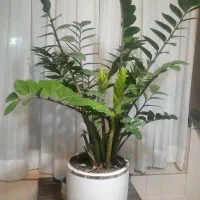 گل زاموفیلیا