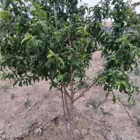 باغ-در-نزدیک-شهر