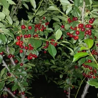 معاوضه ویلاییلاق با واحداداری یا مسکونی اداری بابل|فروش دفتر کار، اتاق اداری، مطب|بابل, |دیوار