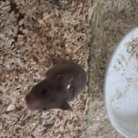 همستر|موش و خرگوش|قم, انسجام|دیوار