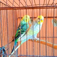 مرغ عشق های رنگین کمانی کلکسیونی