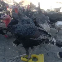 بوقلمون