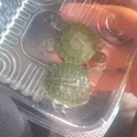 ماهی آکواریومی