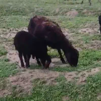 میش بره دار وبی بره