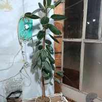 گل فیکوس|گل و گیاه طبیعی|آذرشهر, |دیوار