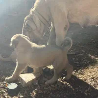 توله سگ سرابی فی ۶/۵