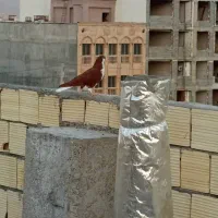 کفتر نرو ماده شهری|پرنده|شیراز, پودنک|دیوار