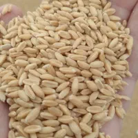 گندم آذر دو