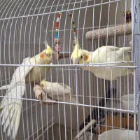 عروس هلندی لوتینو