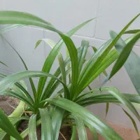 گل طبیعی|گل و گیاه طبیعی|فسا, |دیوار