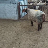 قوچ بختیاری