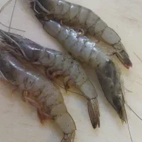 انواع ماهی و میگو جنوب بندرعباس|ماهی|خاوران, |دیوار