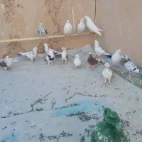 کبوتر|پرنده|سمنان, |دیوار