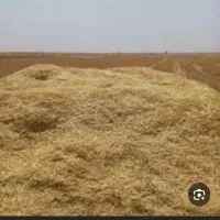 فروش کاه گندم