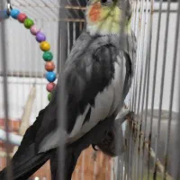 عروس هلندی نر