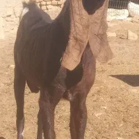 نربز پاکستانی اصل