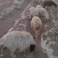 سلام 20جفت میش جفتی 30|حیوانات مزرعه|شهرضا, |دیوار