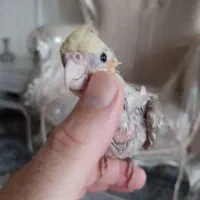 عروس هلندی