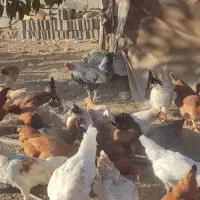 مرغ و خروس محلی|حیوانات مزرعه|سردشت, |دیوار