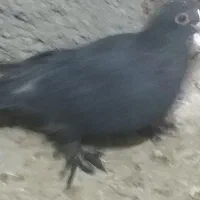 کبوتر|پرنده|کرمان, |دیوار