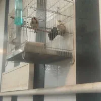 سهره نر|پرنده|شهریار, شهریار|دیوار