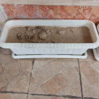 گلدان بزرگ|گل و گیاه طبیعی|اهواز, کوی باهنر|دیوار