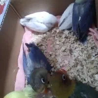 کوتوله موجود هست|پرنده|تربت جام, نظامی|دیوار