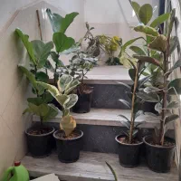 انواع گل فیکوس فقط ۱۲۰تومن