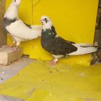 کبوتر تیکه پاره. ابلغ. پلاس. خال پلنگ پرش بالا