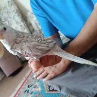 پرنده|پرنده|کنارک, |دیوار