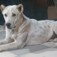 فروش یا معاوضه سگ