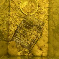 حیوون خونگی بی دردسر و بامزه|موش و خرگوش|لاهیجان, شقایق|دیوار