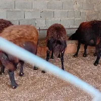 گوسفند ابستن سنگین|حیوانات مزرعه|نکا, |دیوار