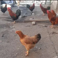 مرغ وخروس غاز و بوقلمون و اردک