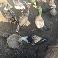 اردک چاق تخمگذار . جوان .زیر قیمت بازار .