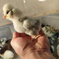 جوجه مرغ و خروس سلطان یه هفته