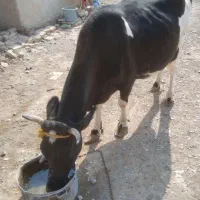 گاو فروشی|حیوانات مزرعه|کرباسک, |دیوار