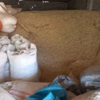کاه پیش برنج