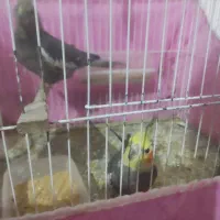 جفت عروس سالم